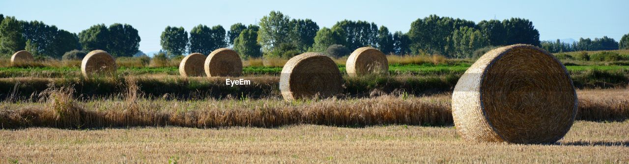 Bales of straw