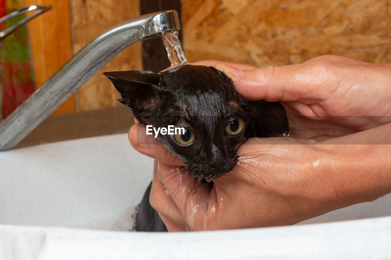 The hands of a woman bathing in the sink under the tap of a small black scared kitten