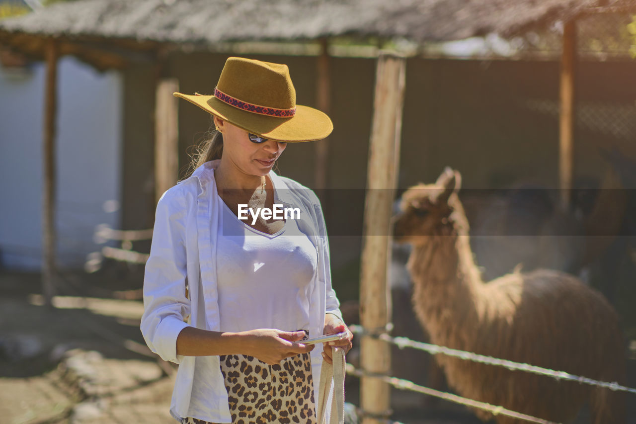 Young tourist takes selfies of alpacas and llamas on the farm. farming industry in peru. 