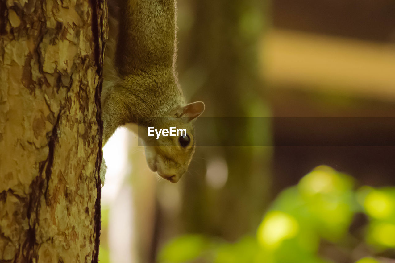 Close-up of squirrel on tree trunk