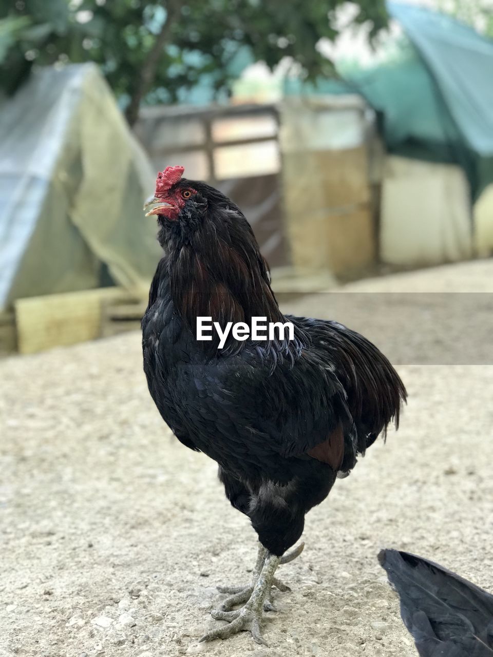 CLOSE-UP OF A ROOSTER