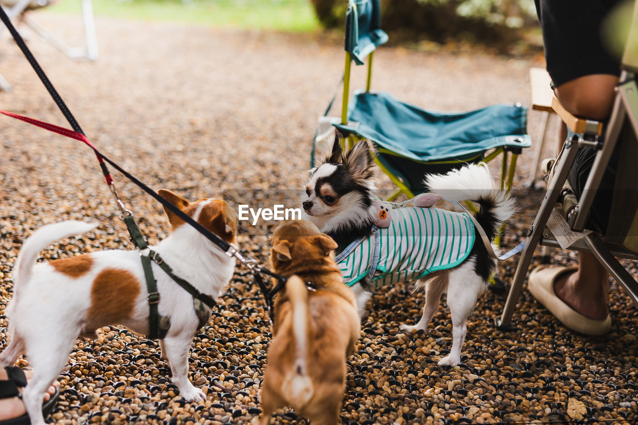 Selected focus group of chihuahua pedigree family of three playing together.