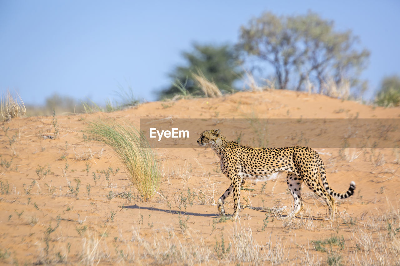 VIEW OF A CAT ON GROUND