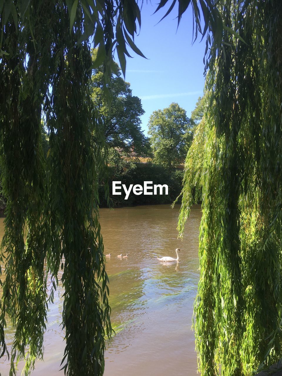 SCENIC VIEW OF LAKE AGAINST TREES