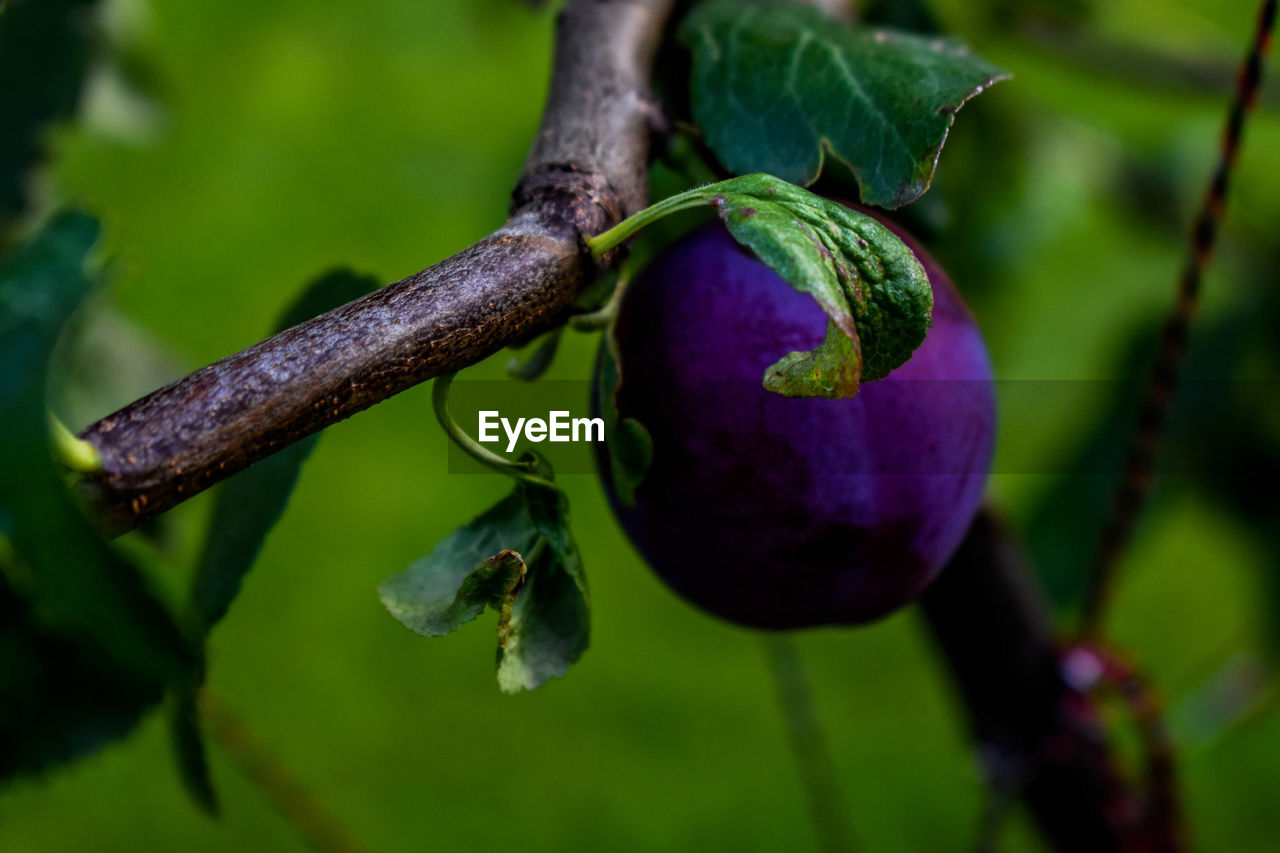 CLOSE-UP OF FRUIT ON TREE