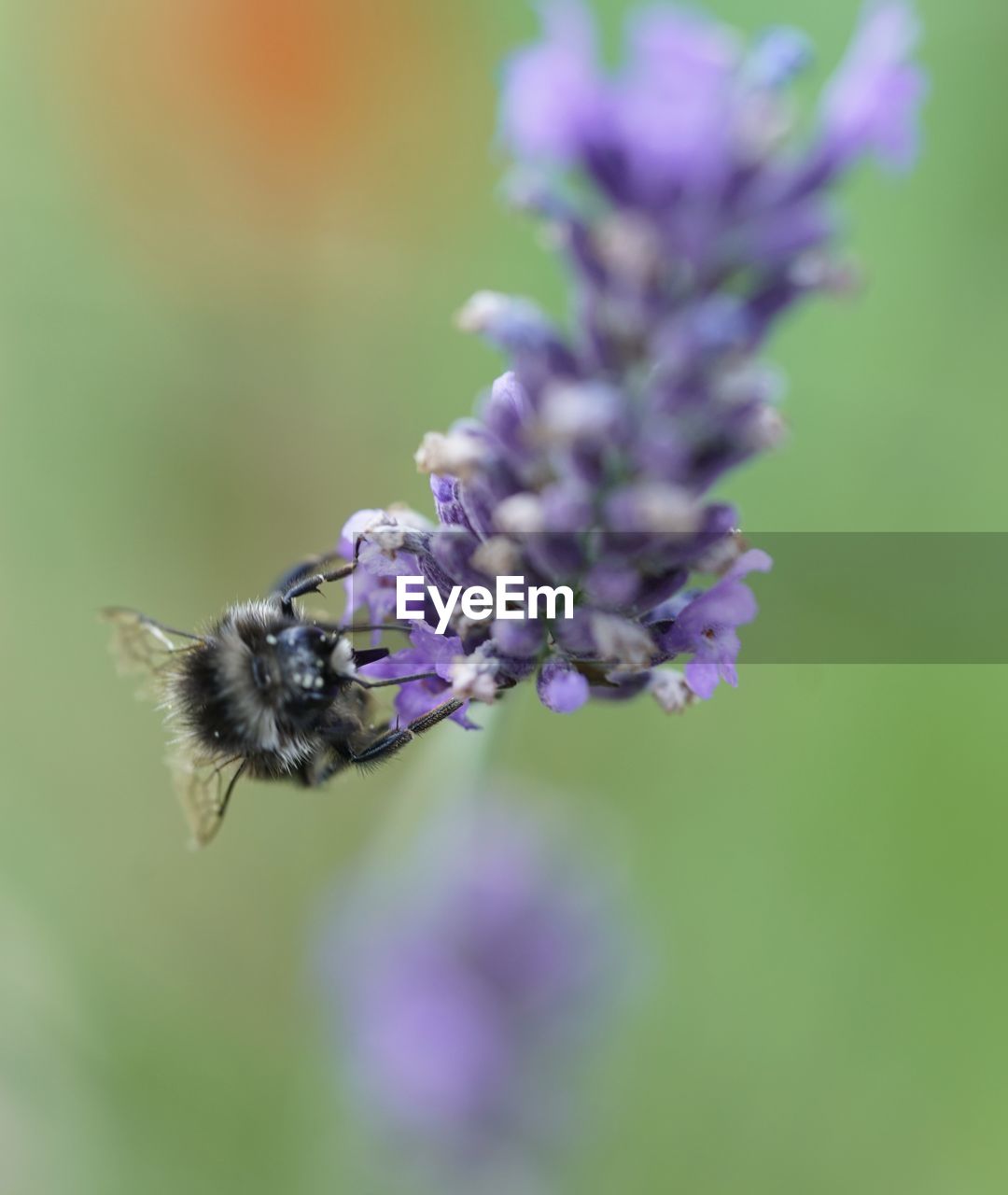 CLOSE-UP OF HONEY BEE POLLINATING ON PURPLE FLOWER