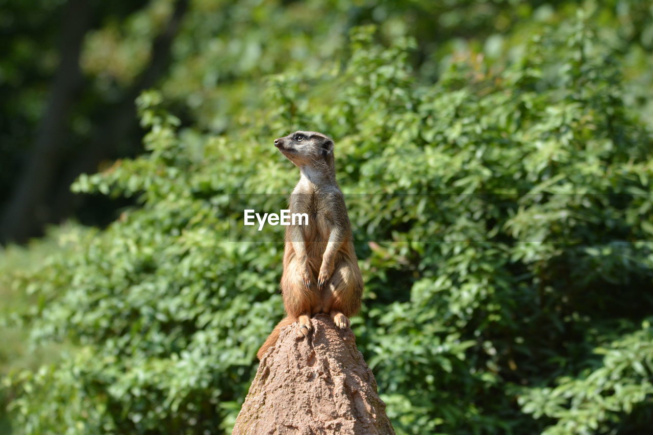 Meerkat sitting on rock against trees