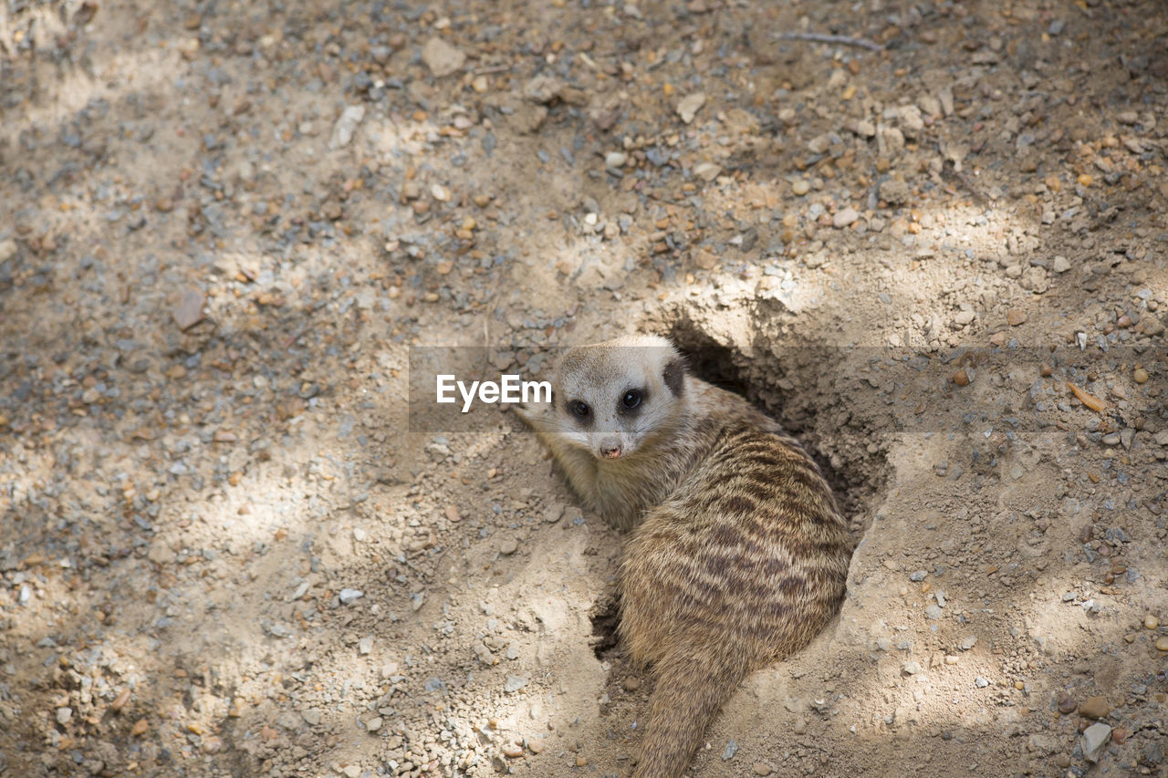 HIGH ANGLE VIEW OF RABBIT ON SAND