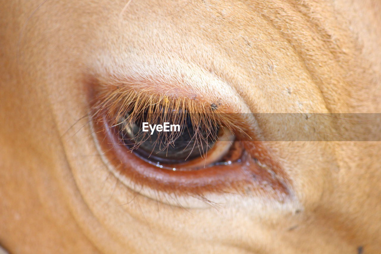 Cropped image of cow eye