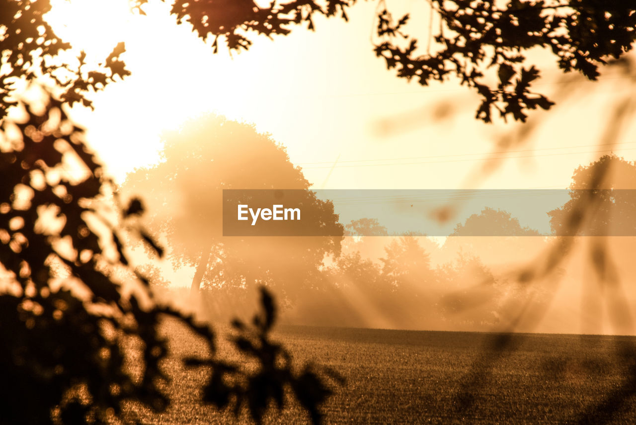 SILHOUETTE TREES ON FIELD AGAINST BRIGHT SUN DURING SUNSET