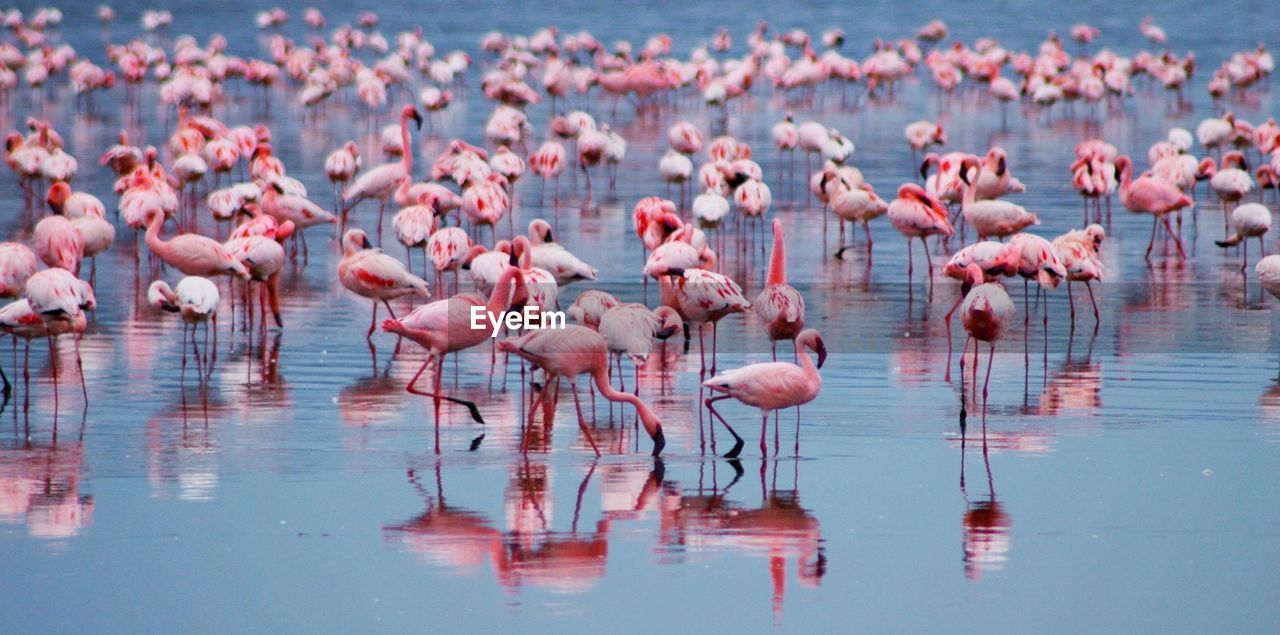 Flamingos in lake