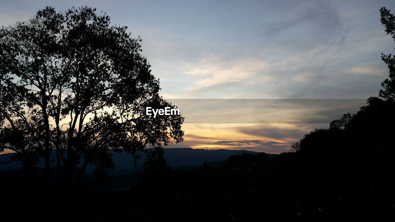 SILHOUETTE TREES AGAINST SKY