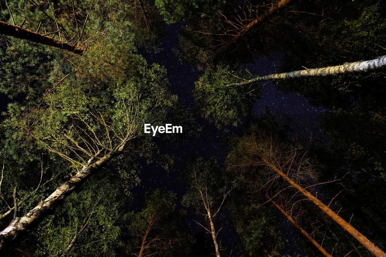 View of the starry sky from the forest through the tops of the pines