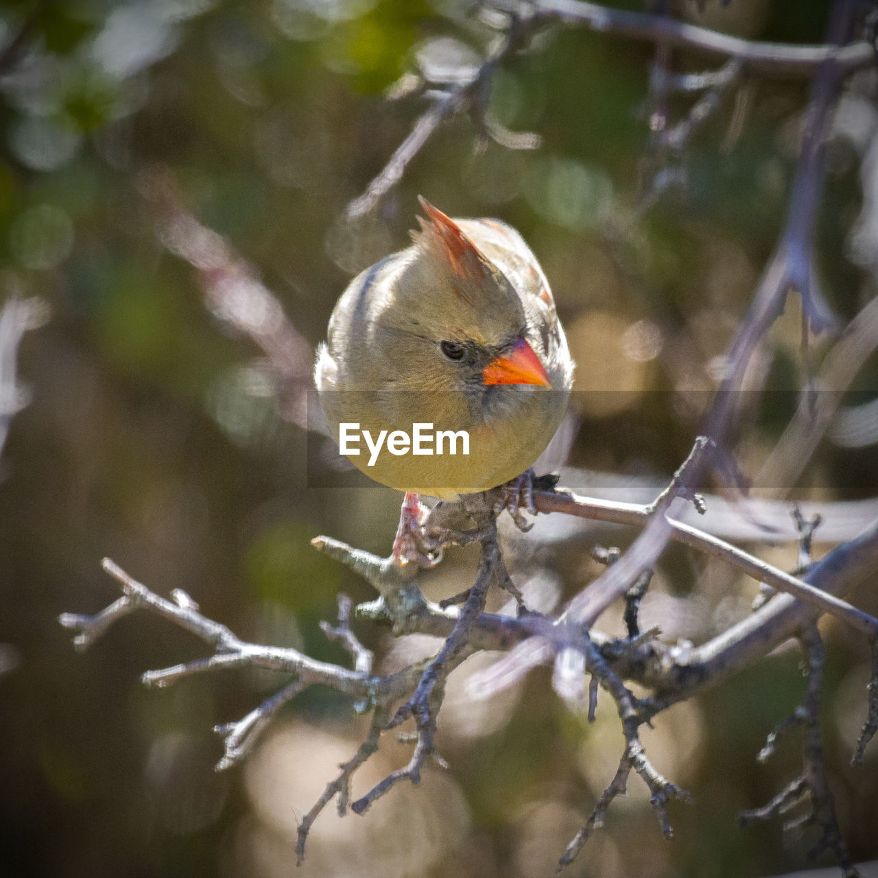 CLOSE-UP OF BIRD PERCHING ON LEAF