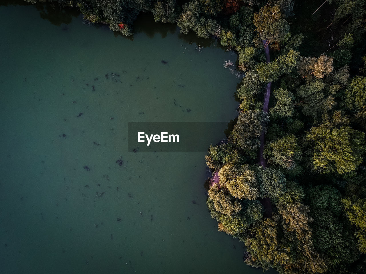 Aerial view of trees and sea