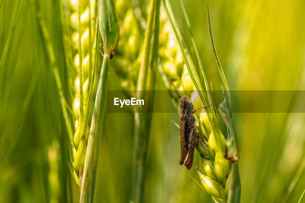 close-up of wheat growing on field