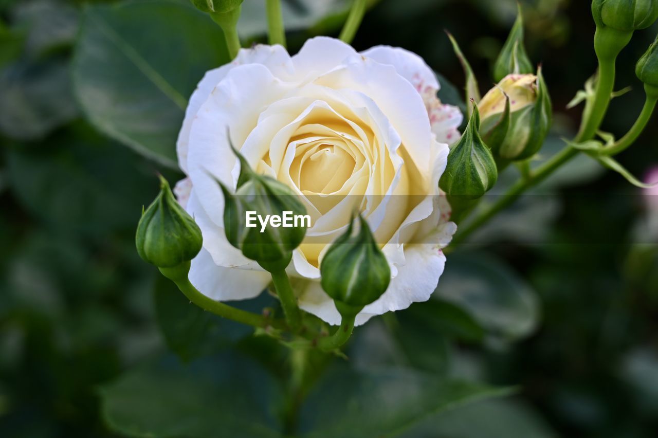 CLOSE-UP OF WHITE ROSE IN PLANT