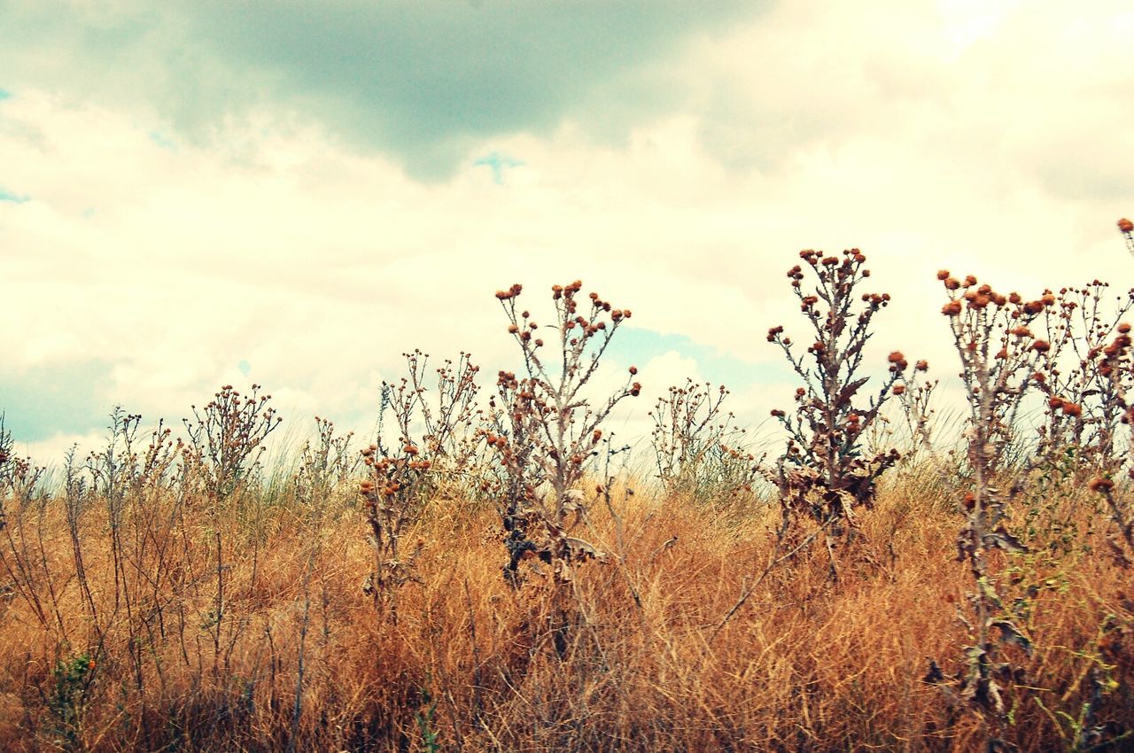 TREES AGAINST SKY ON FIELD