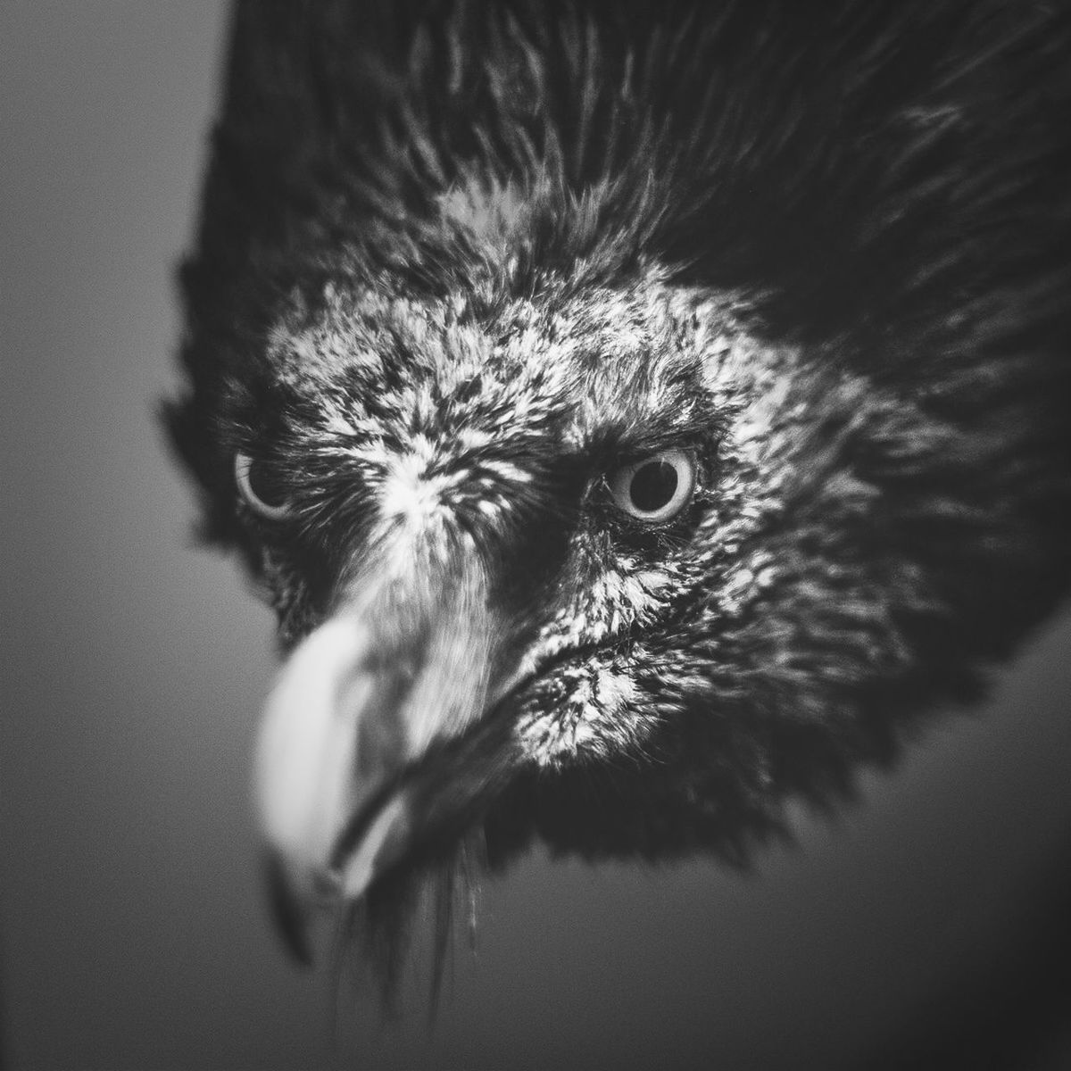 Close-up of eagle