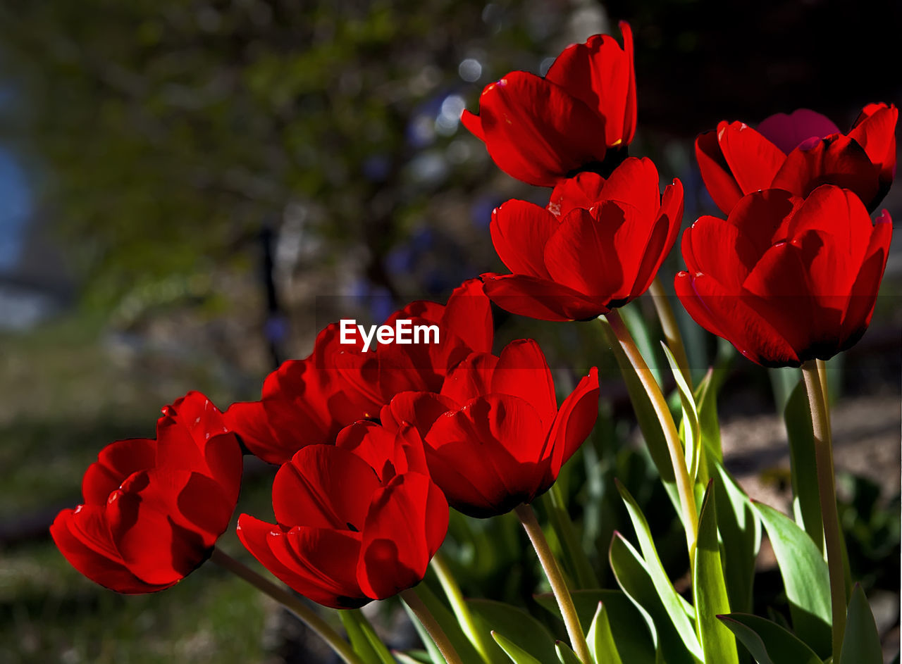 CLOSE-UP OF RED FLOWERS BLOOMING