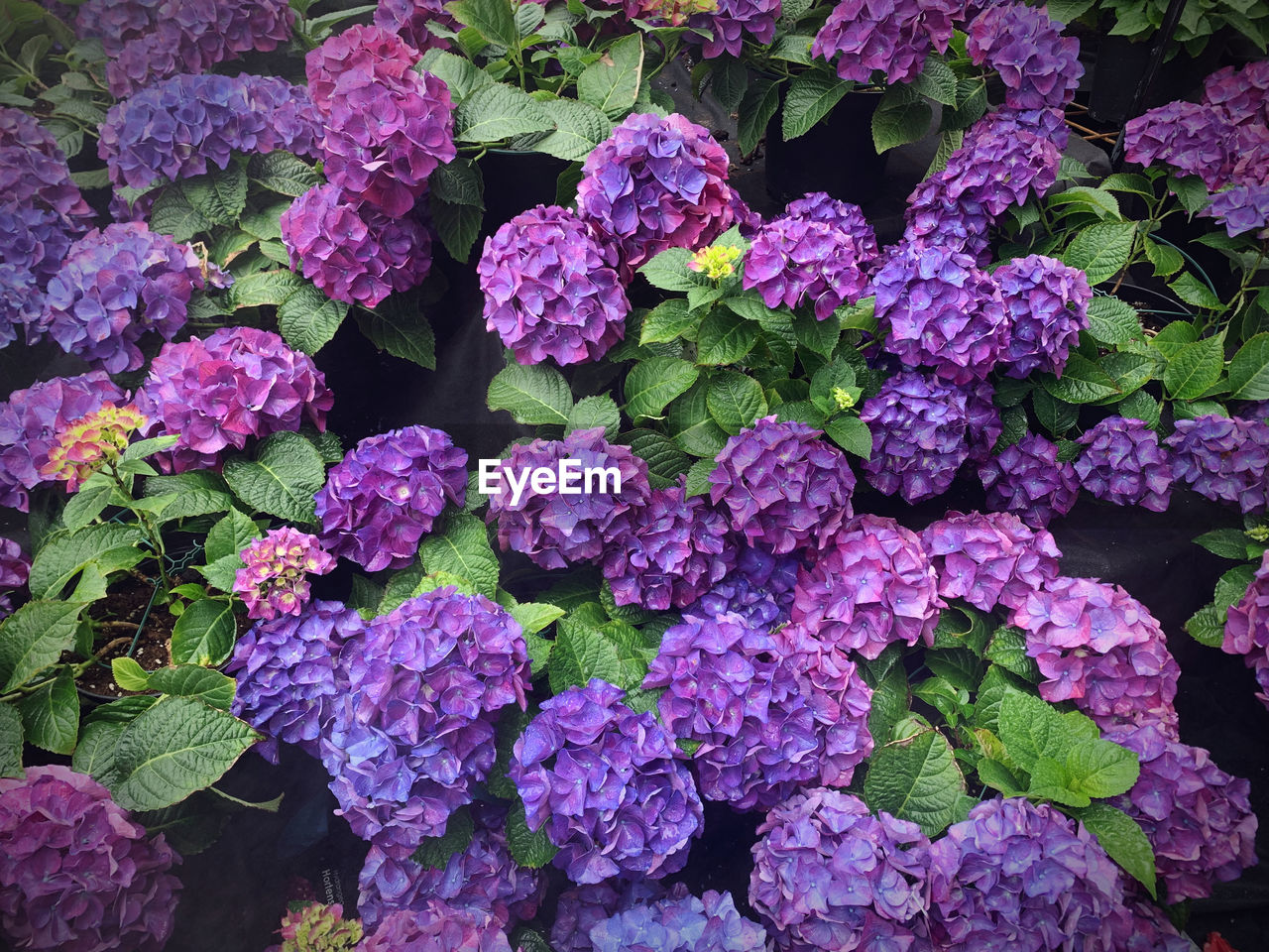 HIGH ANGLE VIEW OF PURPLE HYDRANGEA IN BLOOM