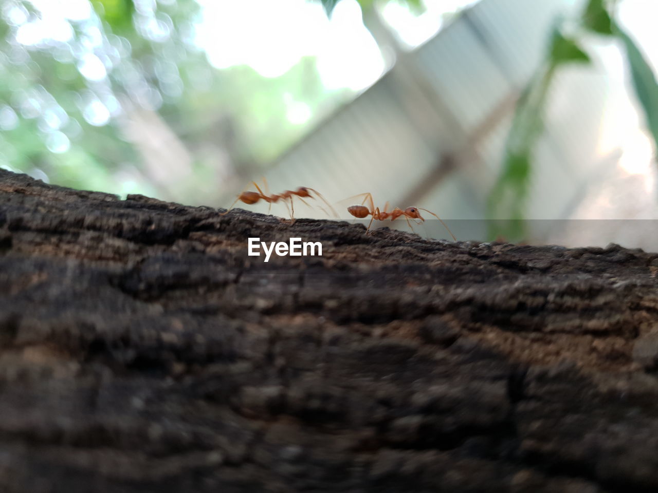 CLOSE-UP OF MOTH ON TREE TRUNK