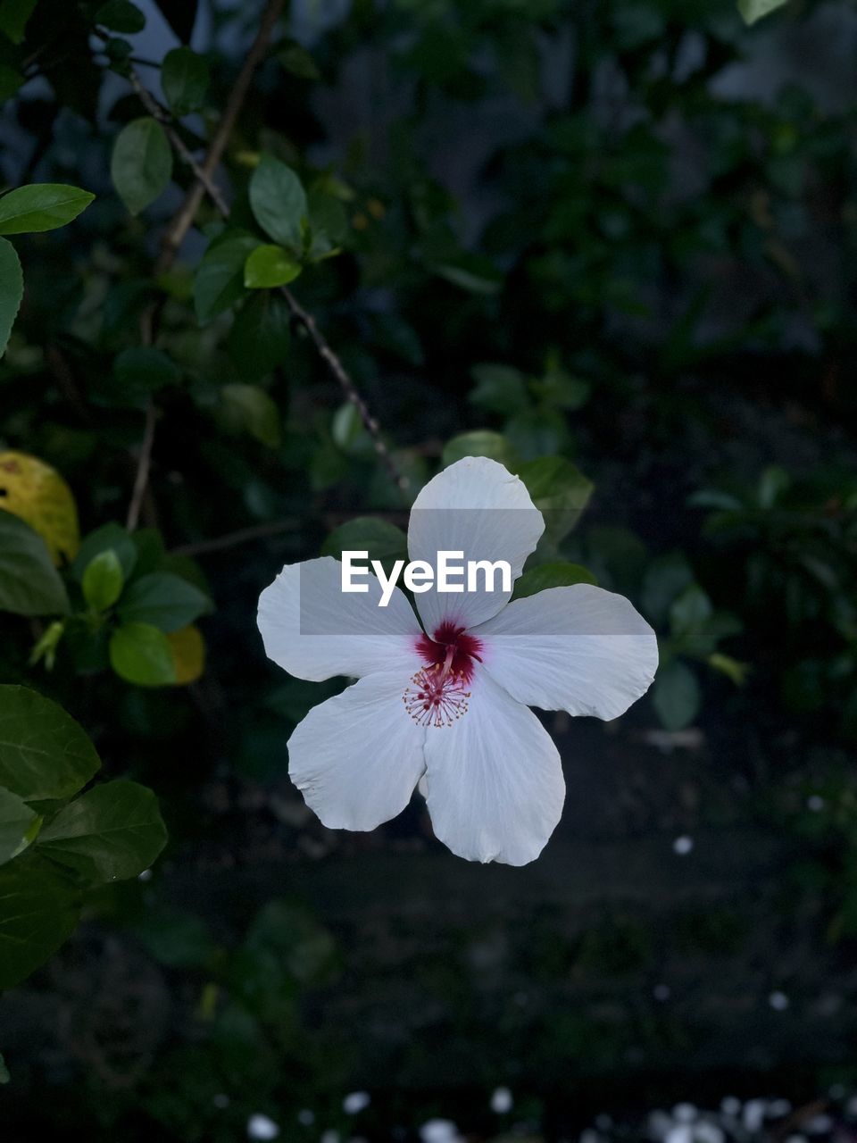 flower, plant, flowering plant, freshness, beauty in nature, close-up, fragility, blossom, petal, flower head, nature, inflorescence, growth, wildflower, white, botany, no people, leaf, plant part, focus on foreground, outdoors, springtime, pollen, green