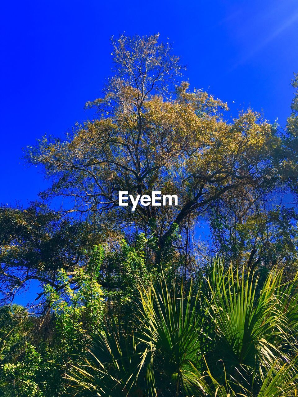 LOW ANGLE VIEW OF TREES AGAINST CLEAR BLUE SKY