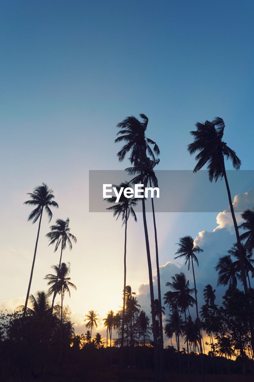 LOW ANGLE VIEW OF PALM TREES AGAINST CLEAR SKY