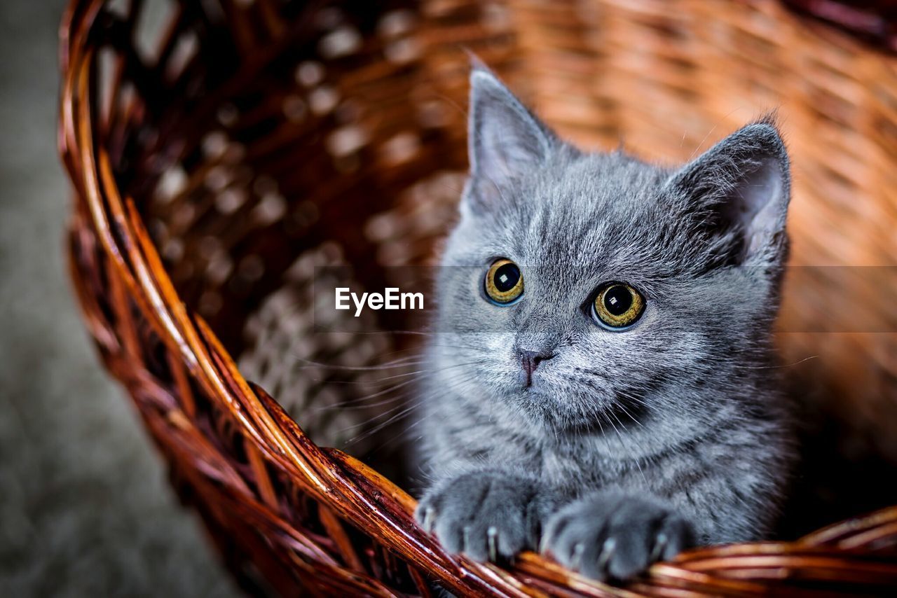 Close-up portrait of kitten in basket
