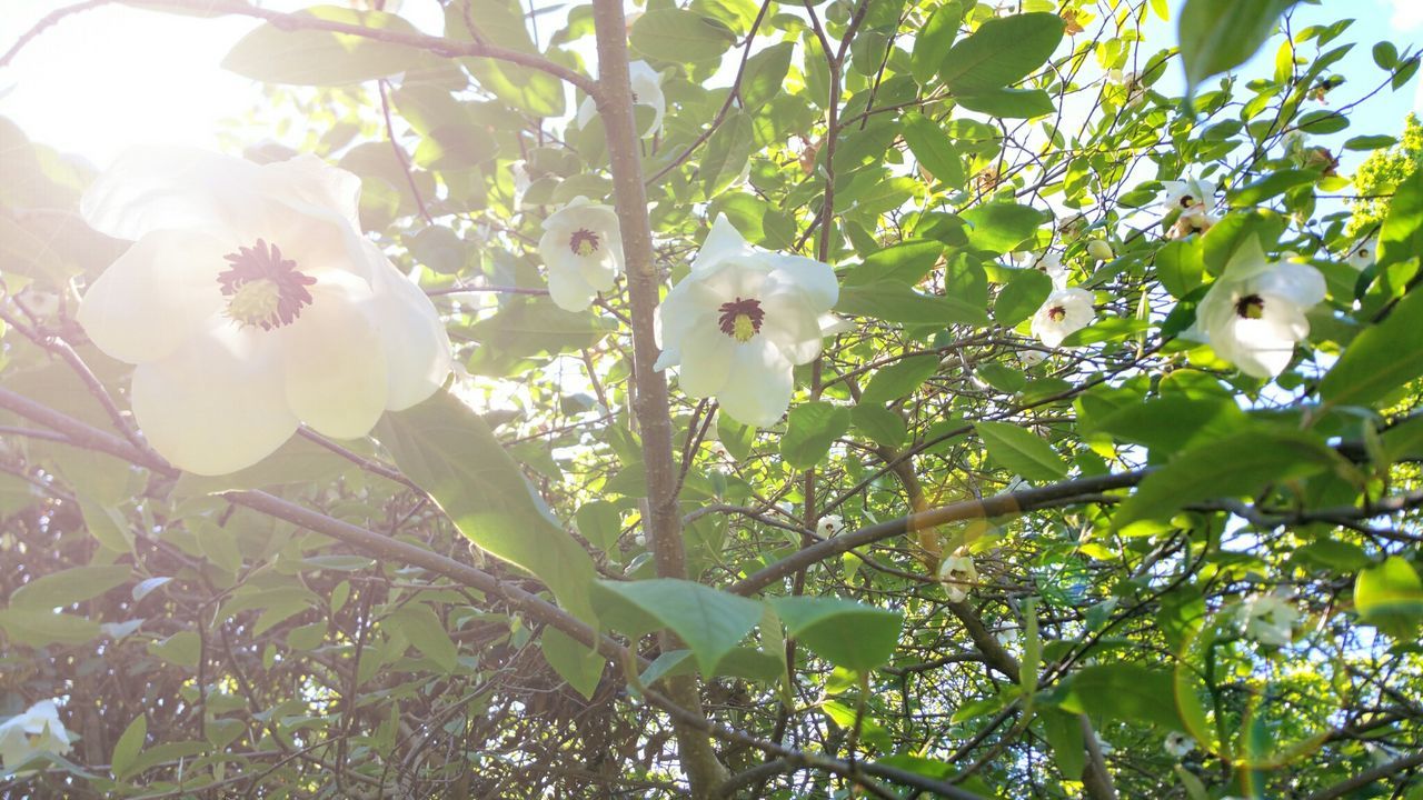 LOW ANGLE VIEW OF WHITE FLOWERS ON TREE TRUNK
