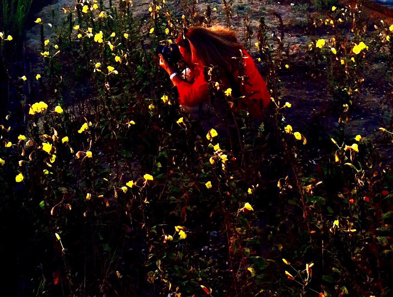 High angle view of person photographing amidst flowers on field