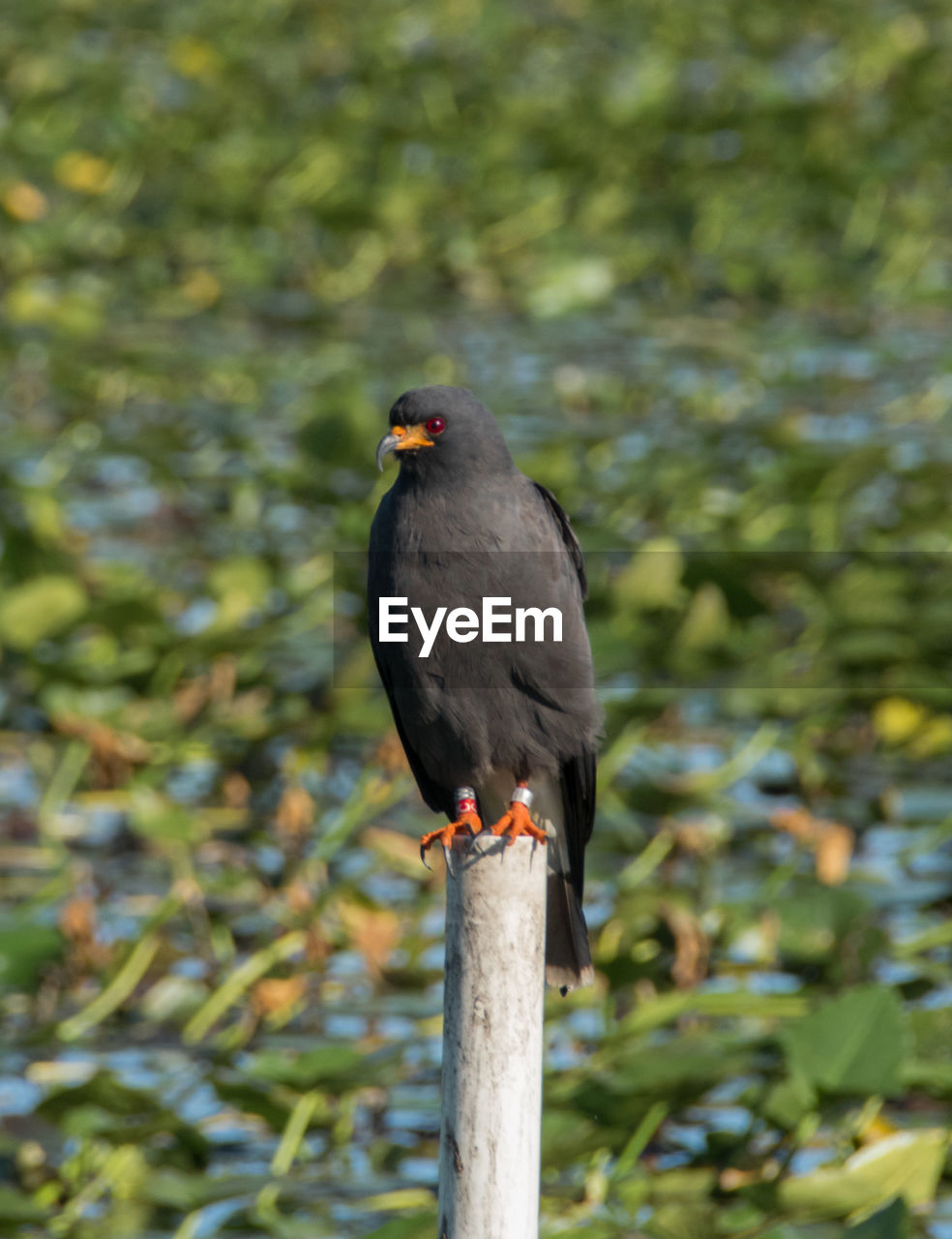 CLOSE-UP OF BIRD PERCHING ON TREE