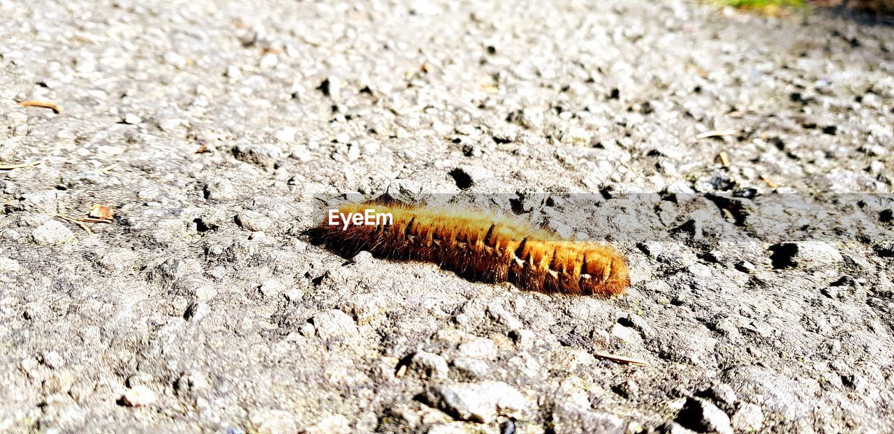 HIGH ANGLE VIEW OF CATERPILLAR ON A LAND