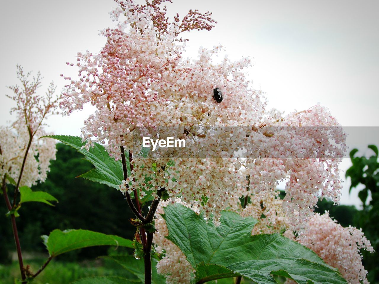 CLOSE-UP OF FRESH FLOWERS ON TREE