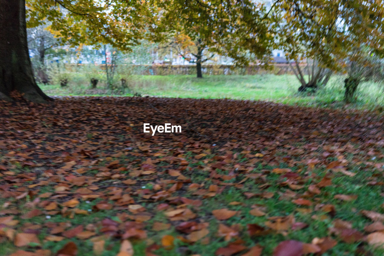 AUTUMN LEAVES ON TREE