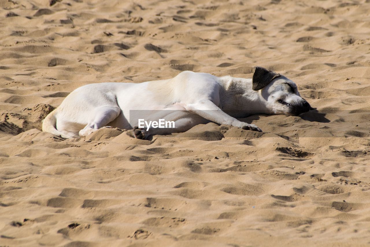 dogs relaxing on sand