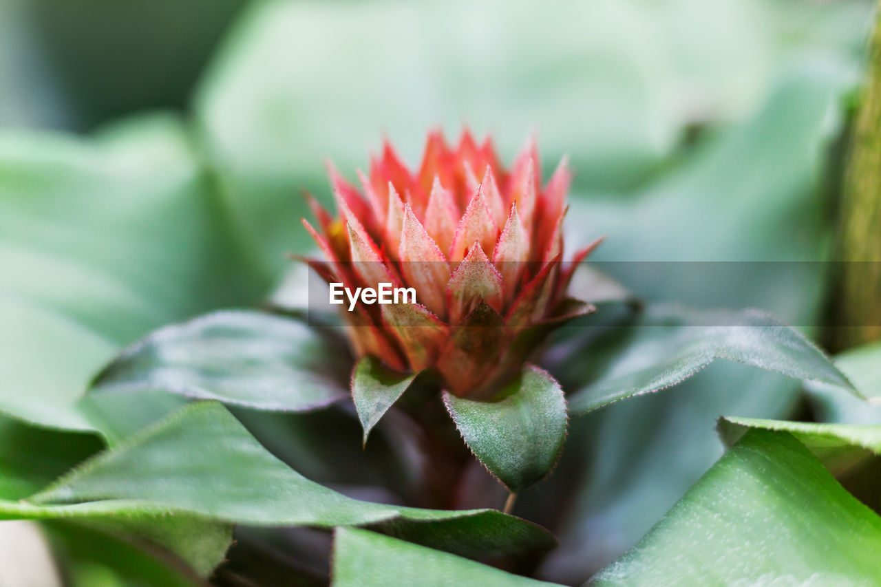 leaf, plant, plant part, flower, beauty in nature, flowering plant, nature, close-up, green, growth, freshness, macro photography, no people, red, environment, outdoors, petal, fragility, day, focus on foreground, selective focus, flower head, inflorescence