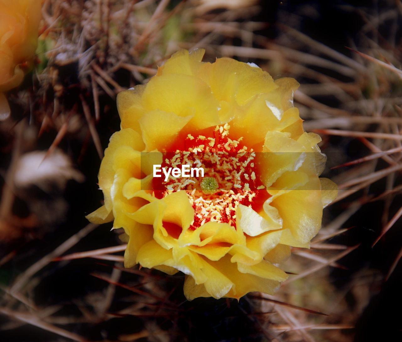 Close-up of yellow cactus flower blooming outdoors