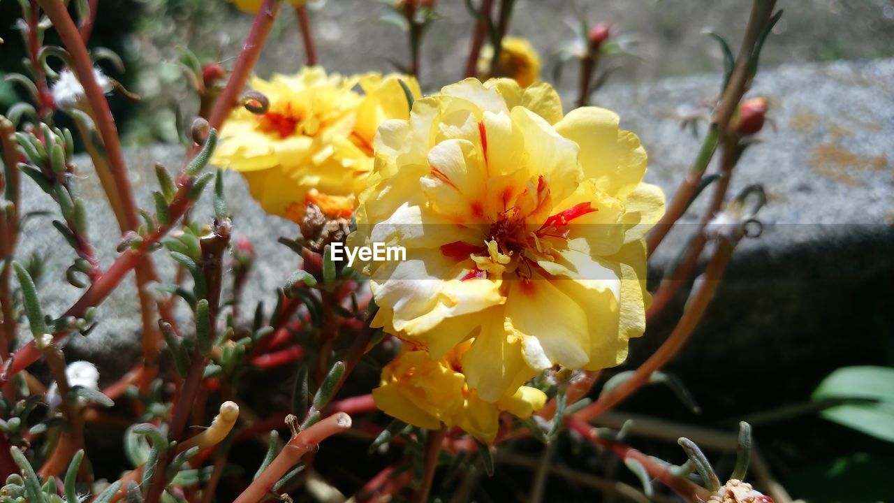 CLOSE-UP OF FRESH YELLOW FLOWERS BLOOMING OUTDOORS