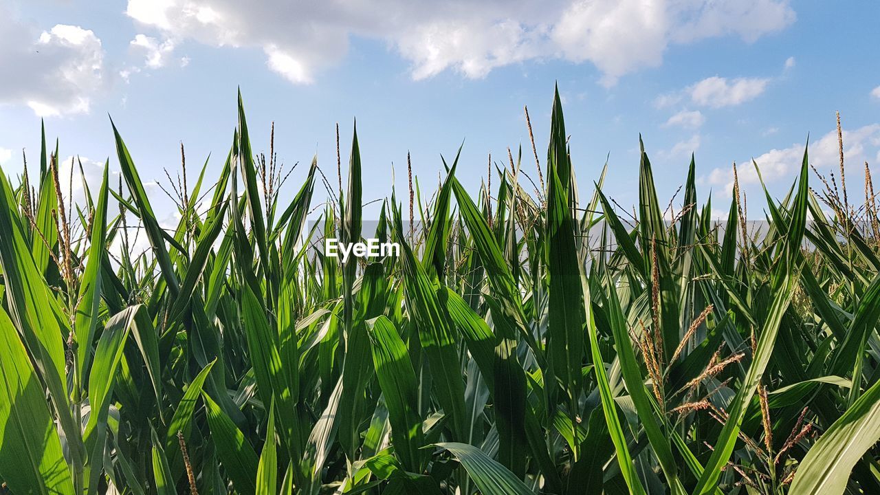 Corn field blue sky