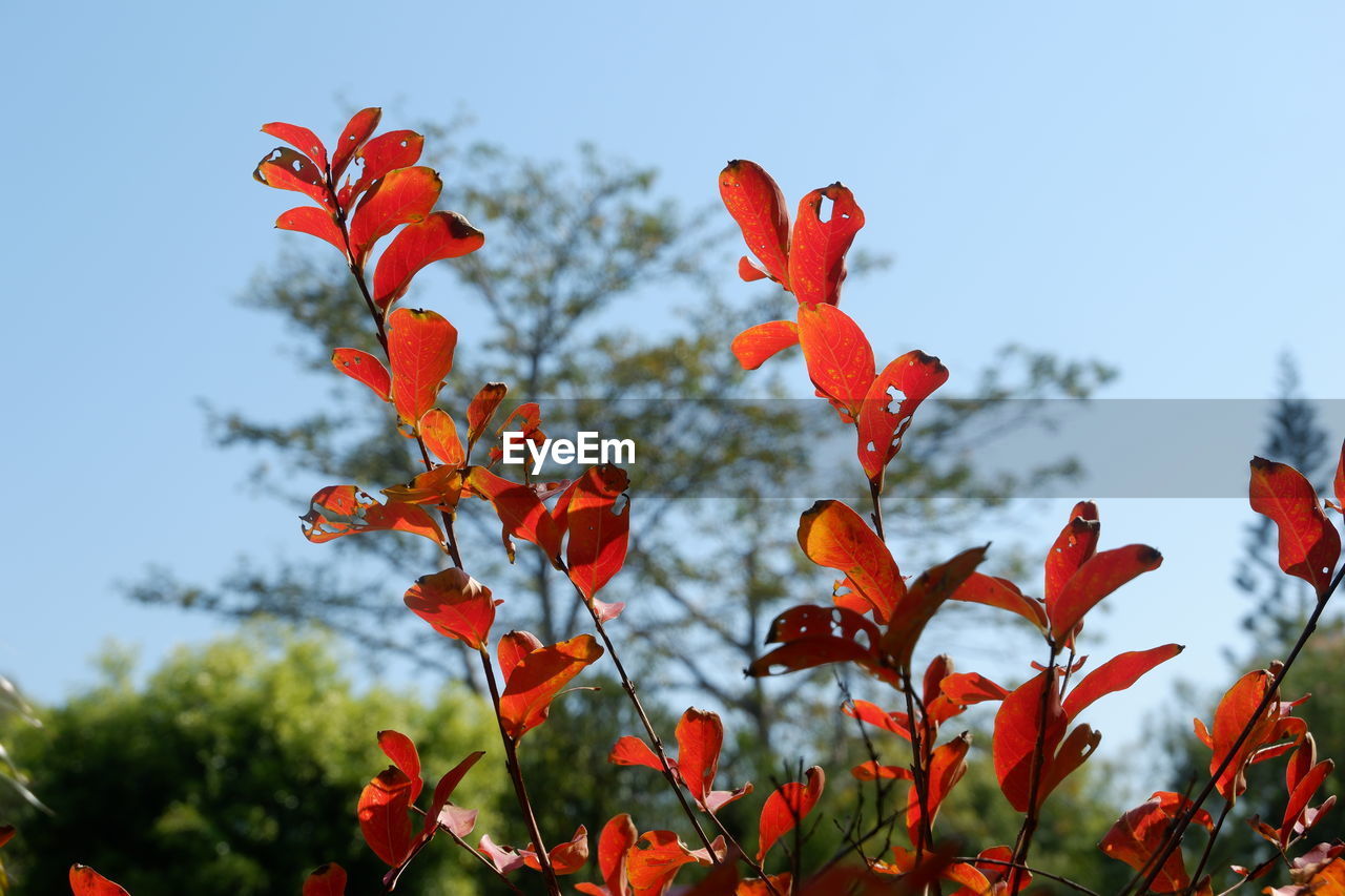 plant, flower, red, nature, leaf, beauty in nature, sky, flowering plant, no people, growth, freshness, outdoors, plant part, day, tree, autumn, close-up, focus on foreground, wildflower, environment