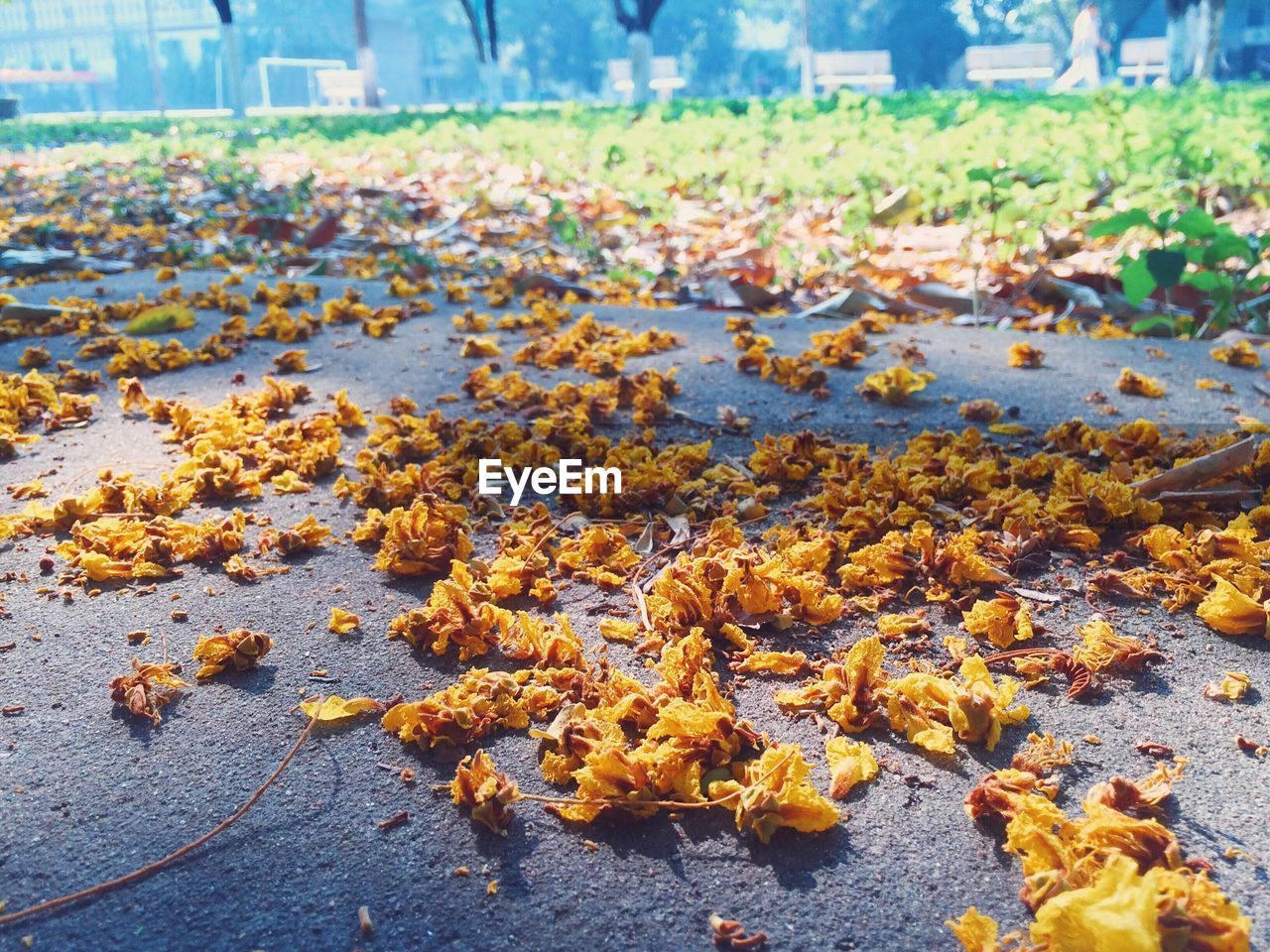 Surface level of petals on the ground