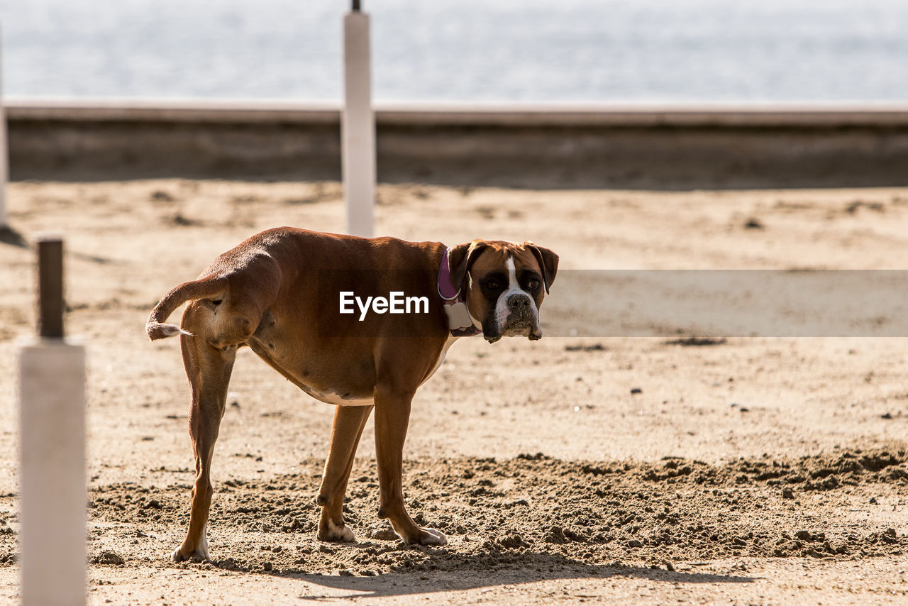 BROWN DOG STANDING ON BEACH