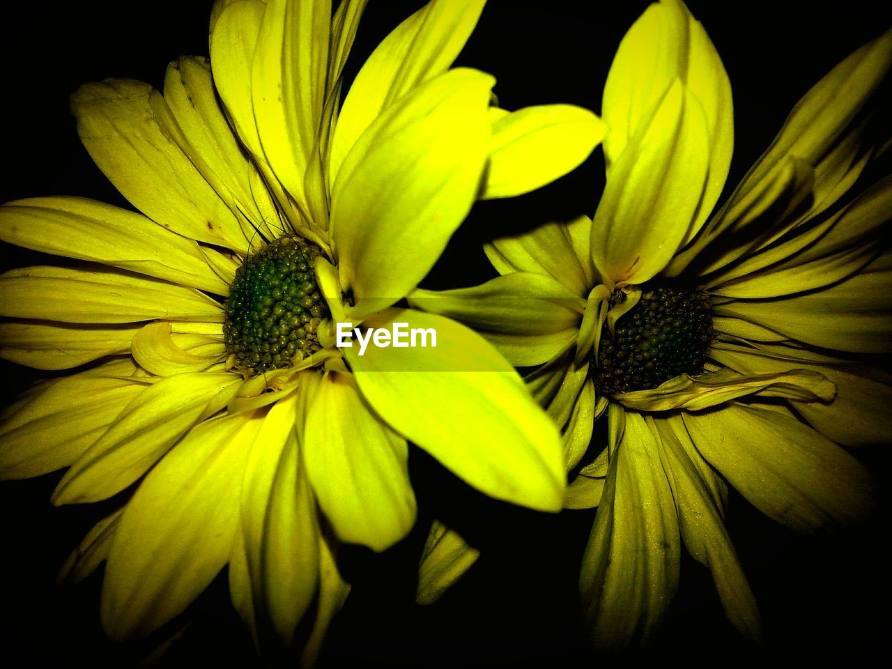 CLOSE-UP OF YELLOW FLOWER OVER BLACK BACKGROUND