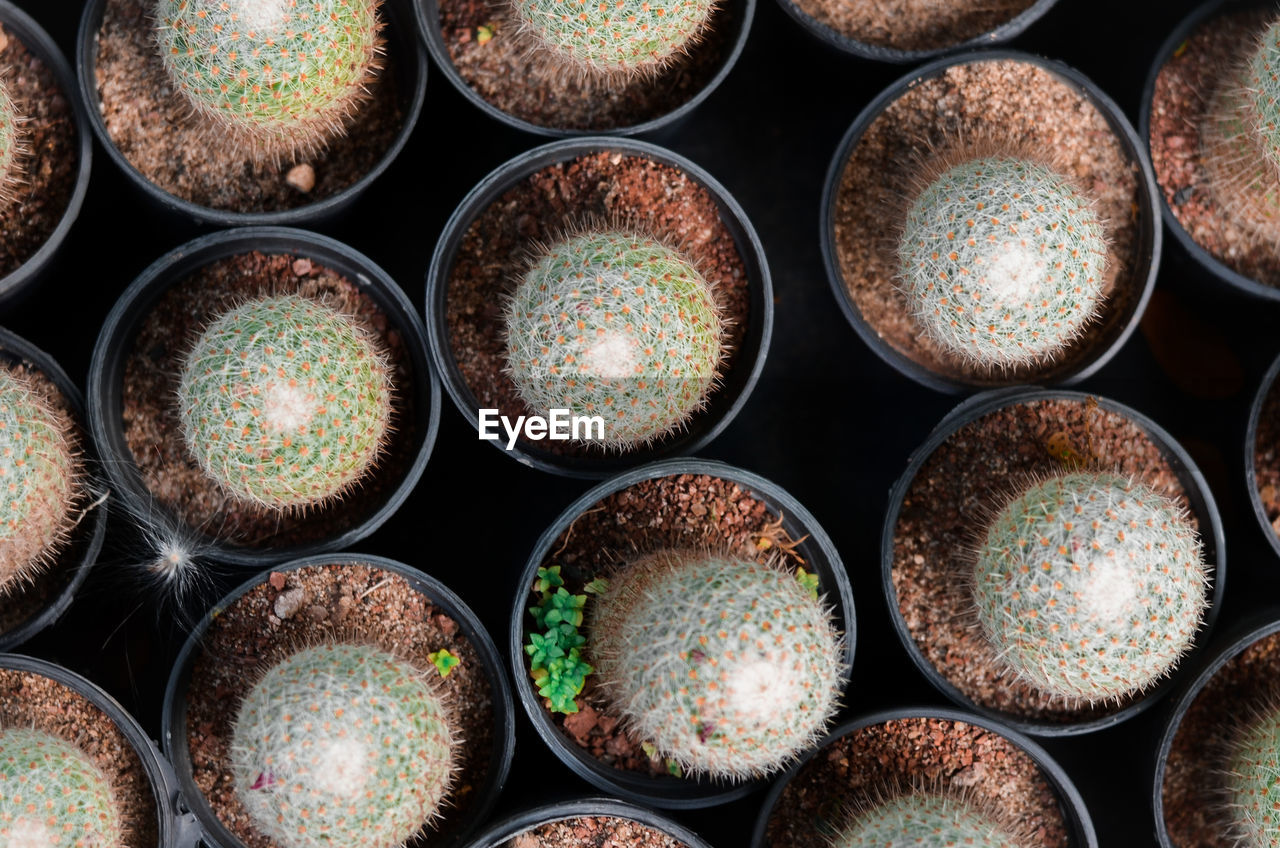 FULL FRAME SHOT OF POTTED CACTUS IN ROW