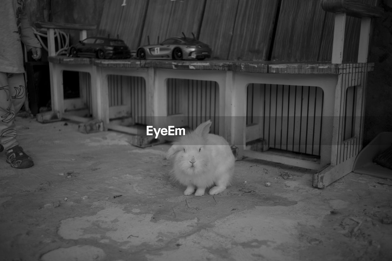 PORTRAIT OF A CAT SITTING ON A FLOOR