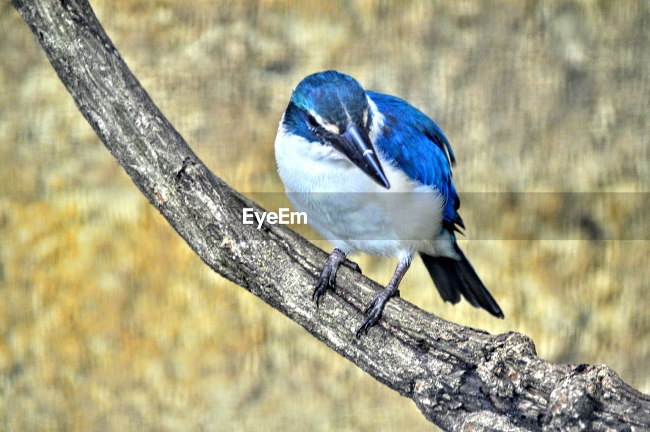 CLOSE-UP OF BIRDS PERCHING ON WOOD