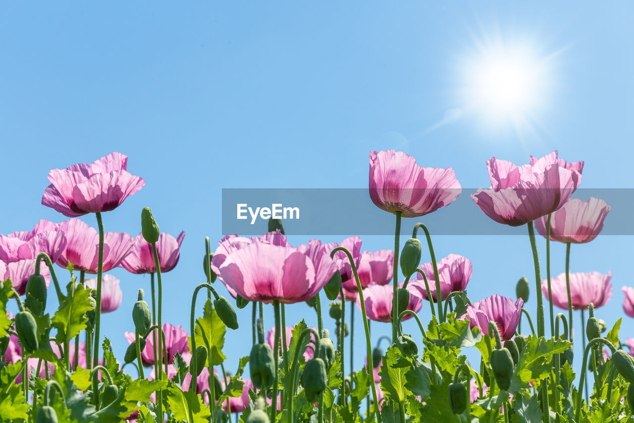 CLOSE-UP OF PINK TULIPS AGAINST SKY