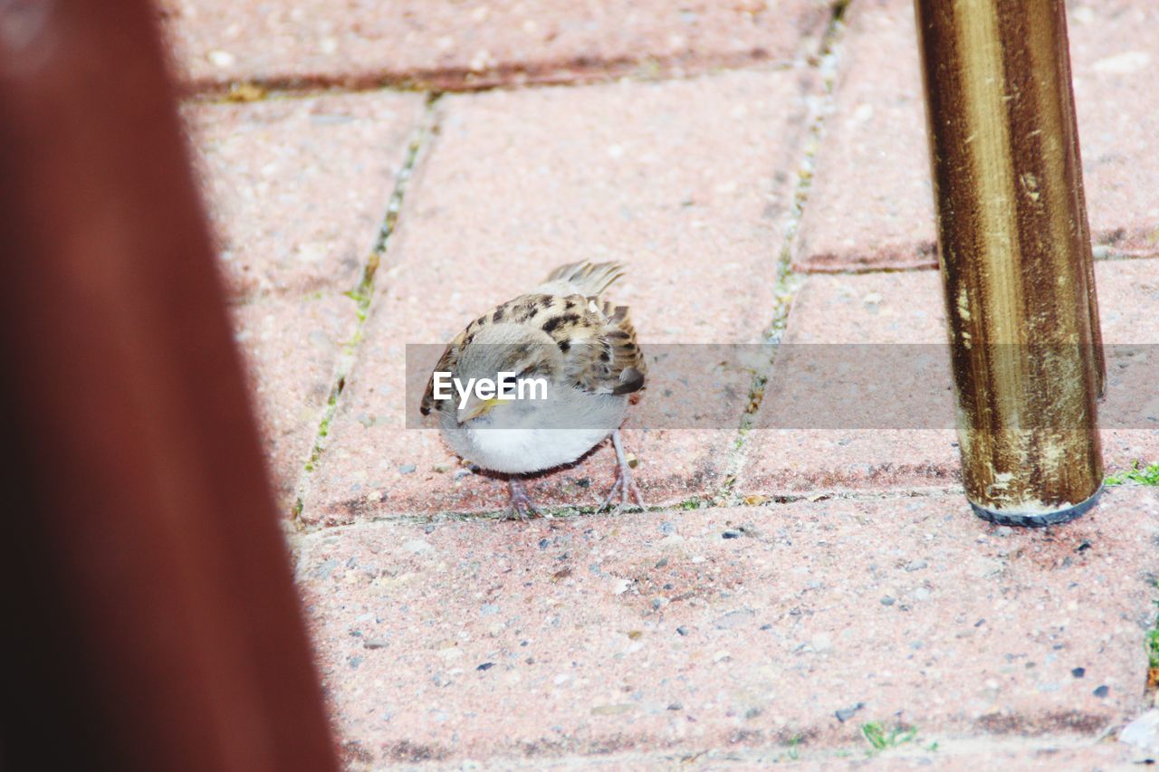 HIGH ANGLE VIEW OF LIZARD ON GROUND